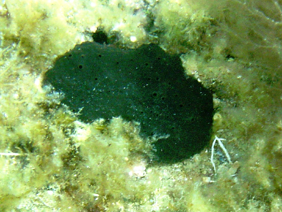  Scalarispongia scalaris (Leather Sponge)